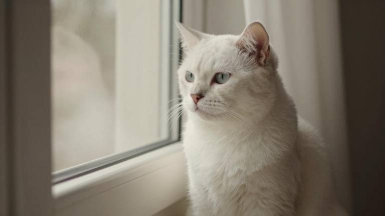 重大资产收购案宣告终止，专利诉讼成关键阻碍 - 信报磁材资讯